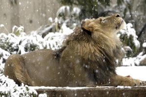 snow, Lions