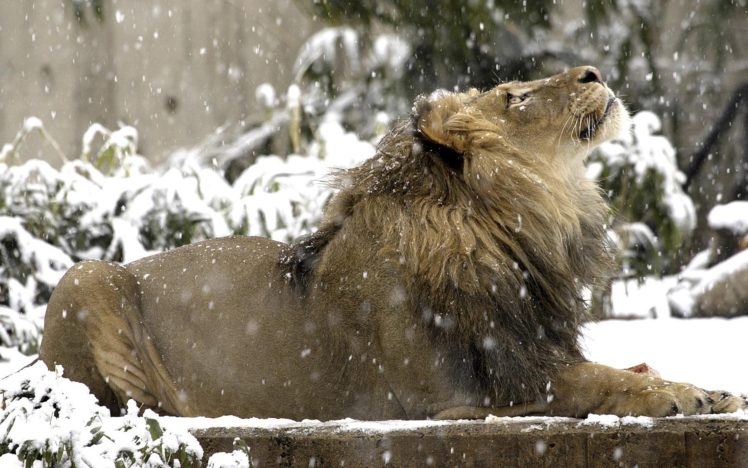 snow, Lions HD Wallpaper Desktop Background