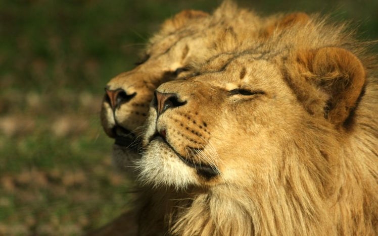animals, Lions HD Wallpaper Desktop Background