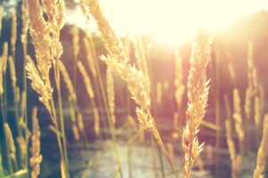 nature, Sun, Wheat, Macro