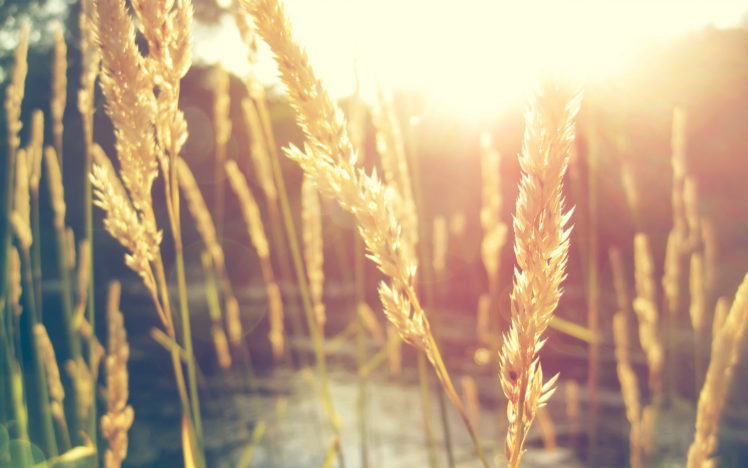 nature, Sun, Wheat, Macro HD Wallpaper Desktop Background