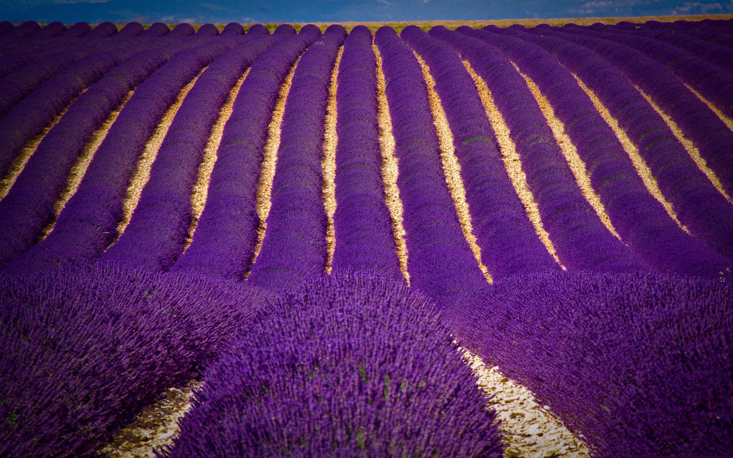 lavender, Field Wallpaper