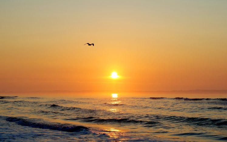 sunset, Sunrise, Sea, Seagull, Nature, Landscape, Sea, Ocean, Reflection, Mood HD Wallpaper Desktop Background