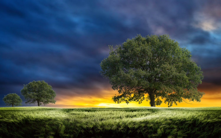 sunset, Field, Trees, Landscape, Clouds, Wheeat, Grass HD Wallpaper Desktop Background