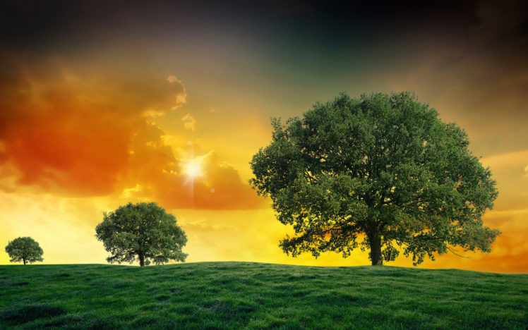 sunset, Field, Trees, Landscape, Clouds HD Wallpaper Desktop Background