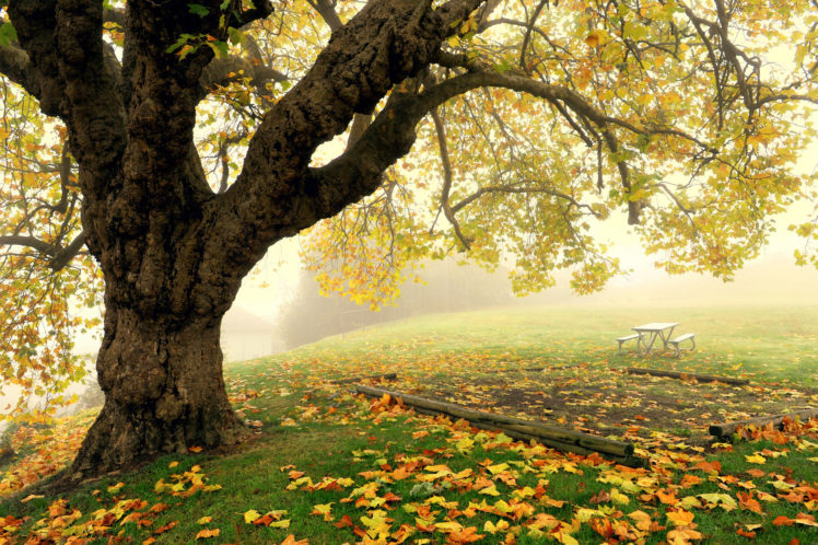 tree, Fog, Autumn, Park, Bench HD Wallpaper Desktop Background