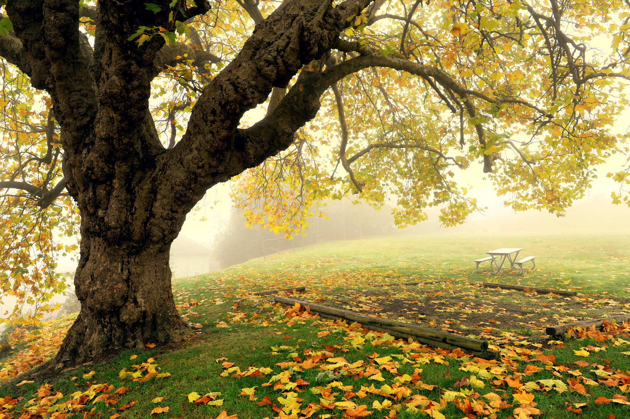 tree, Fog, Autumn, Park, Bench Wallpaper