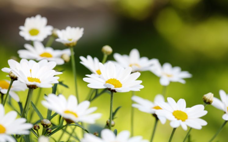 nature, Flowers, Daisy, Depth, Of, Field HD Wallpaper Desktop Background