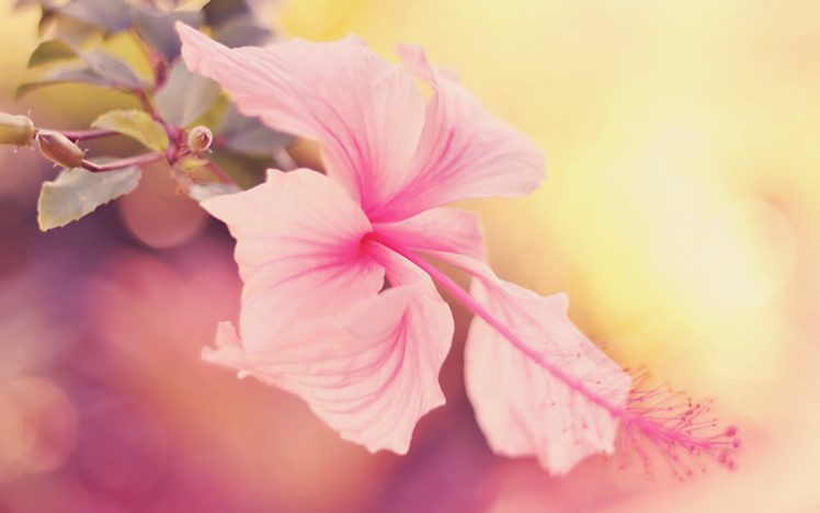 flowers, Hibiscus HD Wallpaper Desktop Background