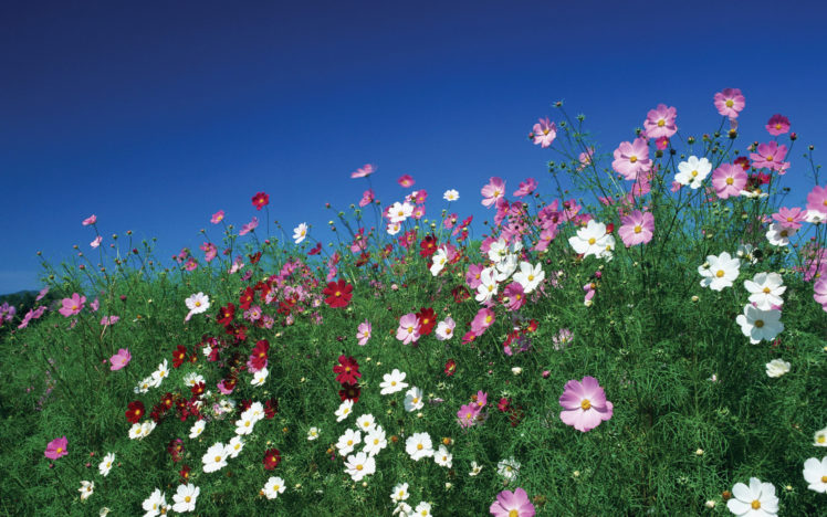 flowers, Sky, Meadow HD Wallpaper Desktop Background