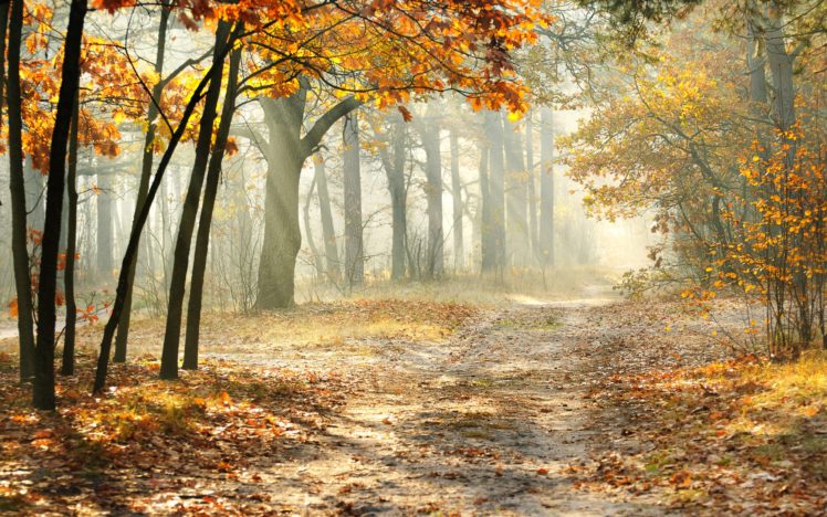 landscape, Morning, Nature, Beautiful, Road, Autumn, Trees, Leaves HD Wallpaper Desktop Background