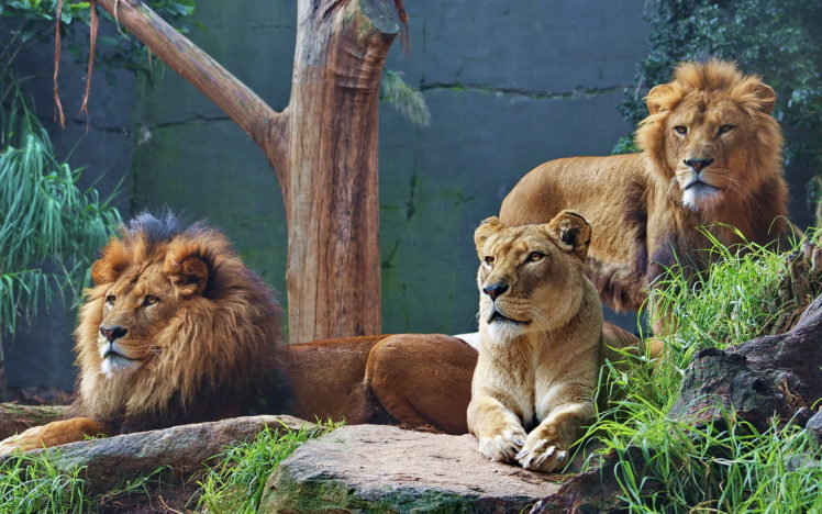 lions, Rocks, Tree HD Wallpaper Desktop Background
