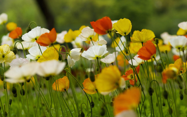 nature, Poppies, Summer, Field, Bokeh HD Wallpaper Desktop Background