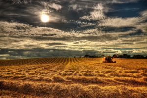 northern, Ireland, England, Field, Grain, Harvest