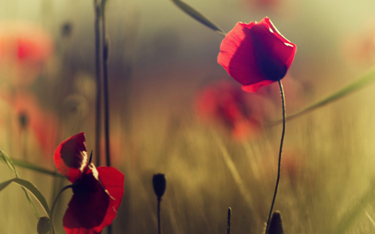 red, Flowers, Poppies, Grass, Field, Bokeh HD Wallpaper Desktop Background