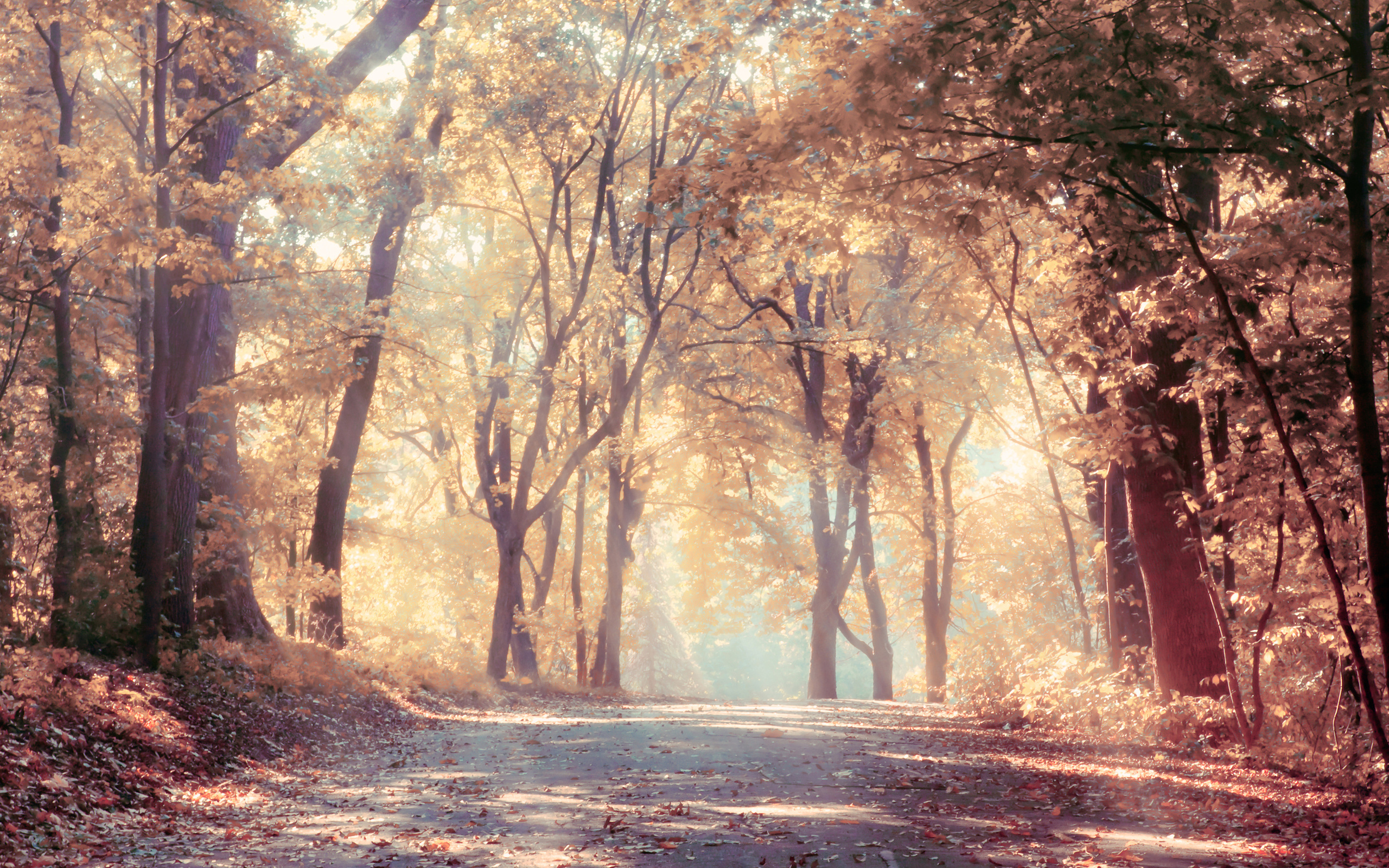 sunbeams, Autumn, Trees, Beautiful, Leaves, Landscape, Road, Nature Wallpaper