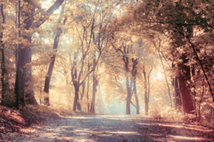 sunbeams, Autumn, Trees, Beautiful, Leaves, Landscape, Road, Nature