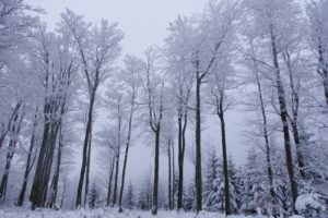 winter, Forest, Trees, Snow, Landscape
