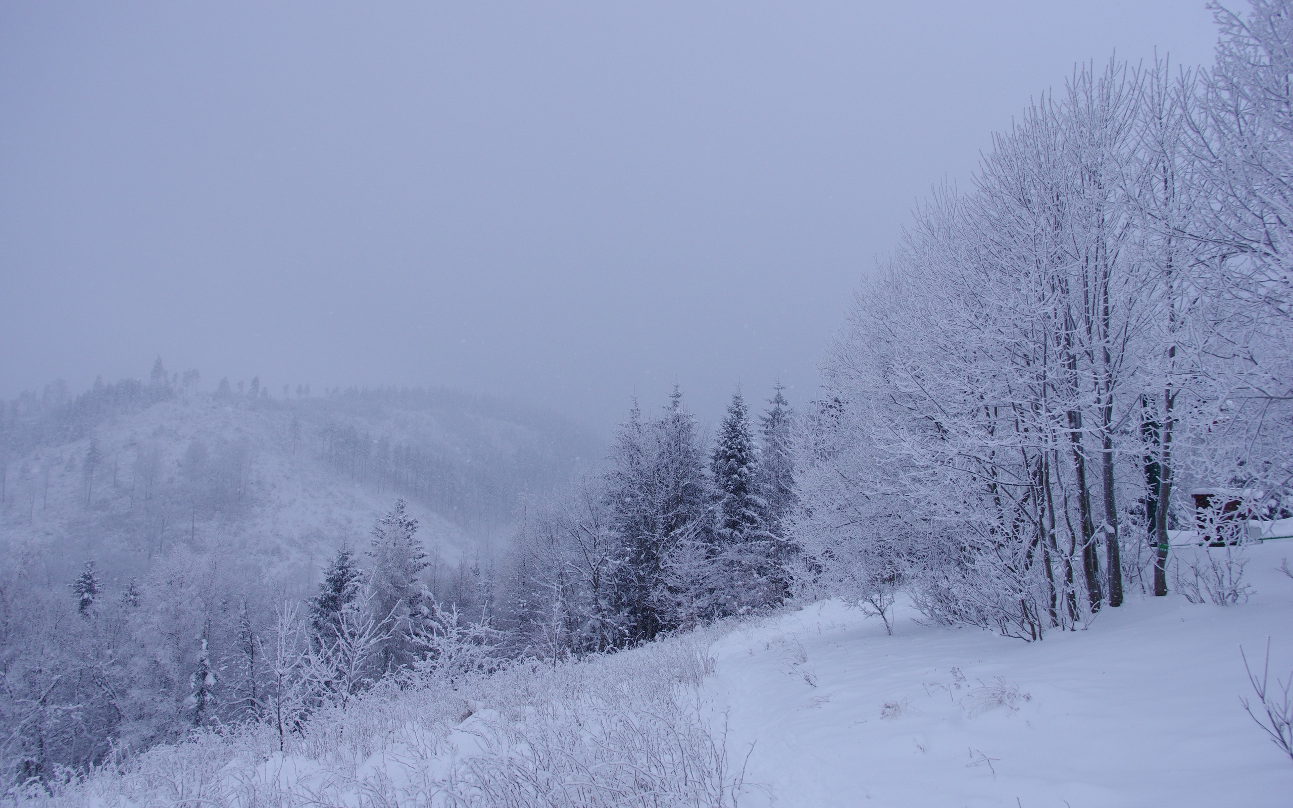 winter, Forest, Trees, Snow, Landscape Wallpaper