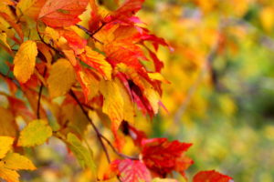 autumn, Wallpaper, Branch, Leaf, Close up