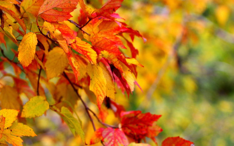 autumn, Wallpaper, Branch, Leaf, Close up HD Wallpaper Desktop Background