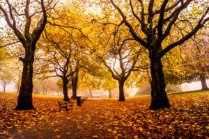 england, Weston, Park, Sheffield, Autumn, Mood