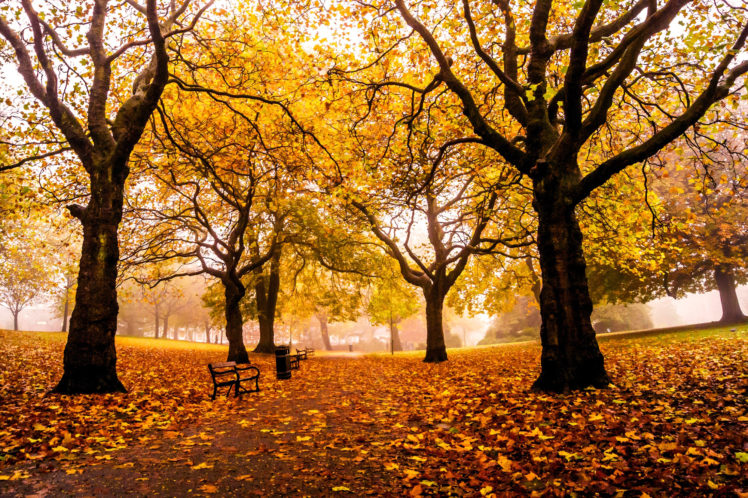 england, Weston, Park, Sheffield, Autumn, Mood HD Wallpaper Desktop Background