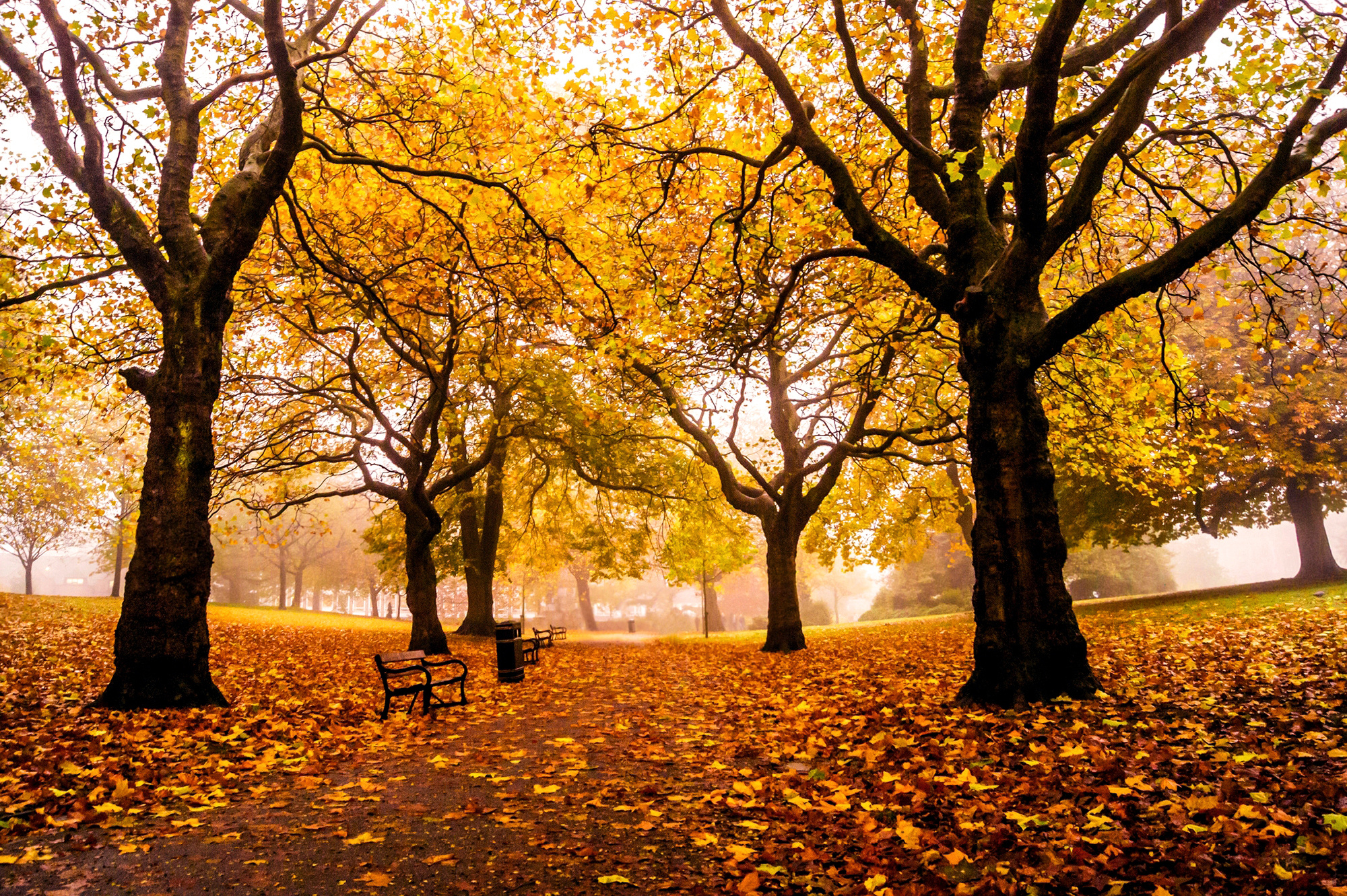 england, Weston, Park, Sheffield, Autumn, Mood Wallpaper