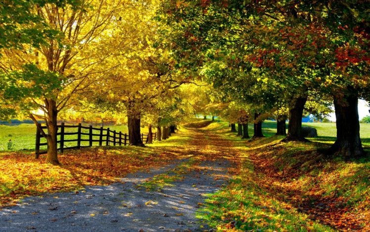 trees, Leaves, Foliage, Road, Golden, Autumn HD Wallpaper Desktop Background