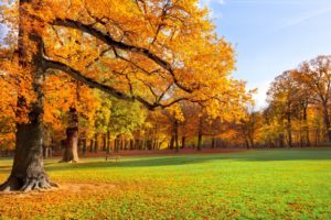 trees, Meadow, Park, Park, Foliage, Golden, Autumn