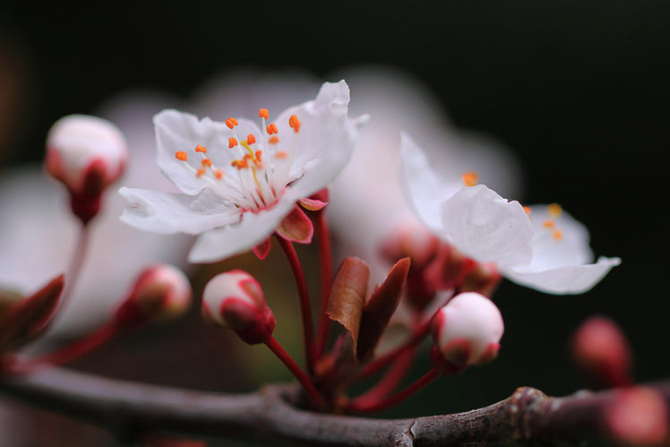 flowering, Trees, Cherry, Closeup, Flowers, Blossom, Bokeh HD Wallpaper Desktop Background