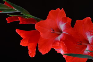 gladioluses, Closeup, Red, Flowers, Bokeh