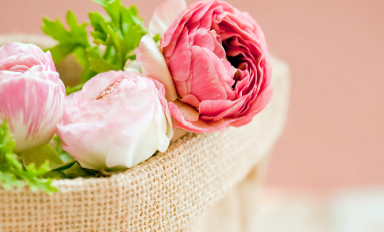 peonies, Pink, Color, Flowers, Bokeh HD Wallpaper Desktop Background