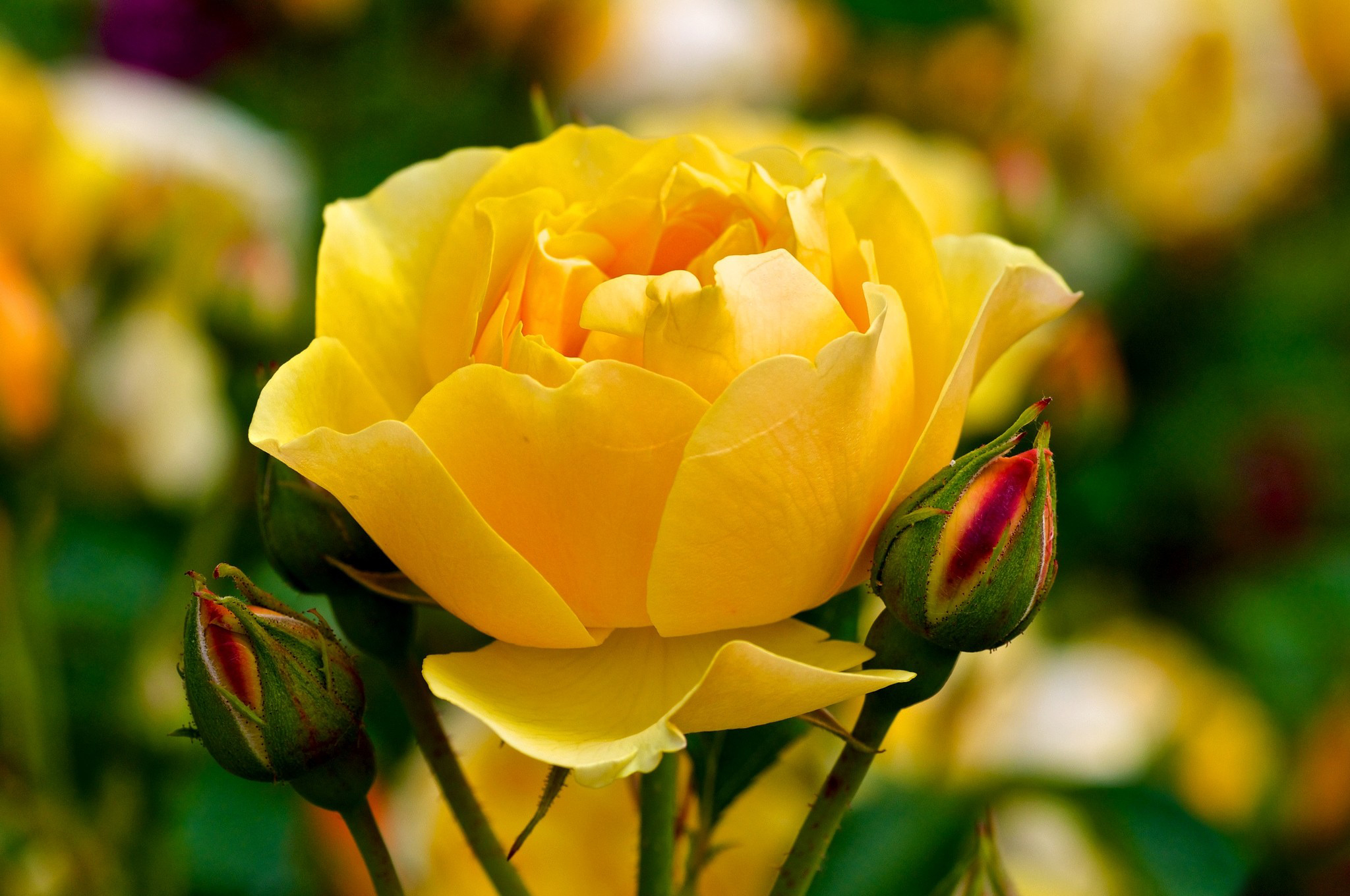 roses, Closeup, Yellow, Flowers Wallpaper