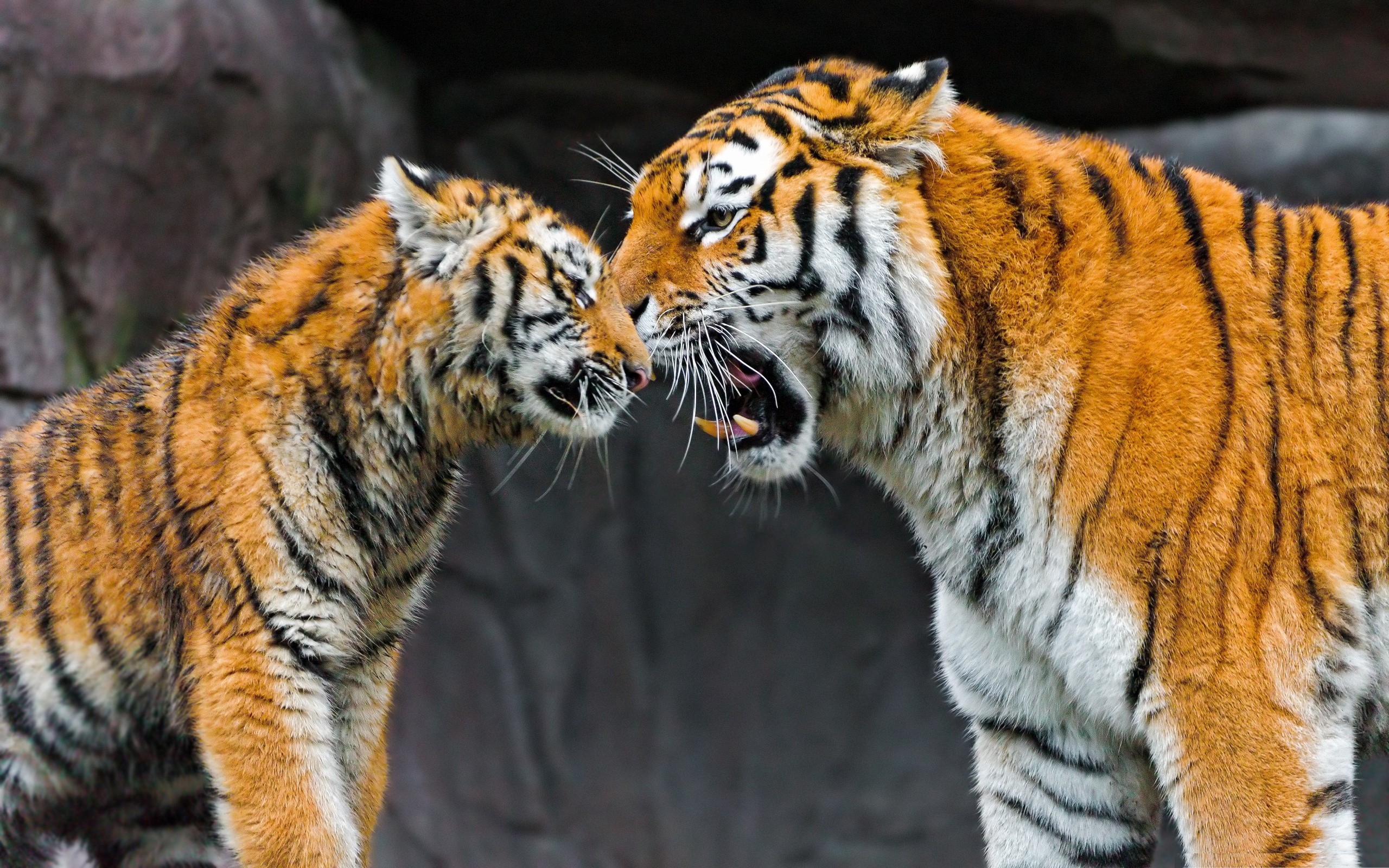 love, Family, Animals, Tigers, Zoo, Wild, Animals, Baby, Animals Wallpaper