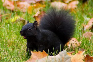 black, Squirrel