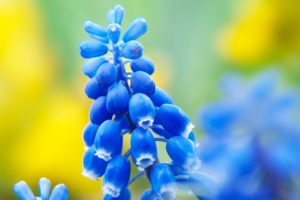 flowers, Macro, Blue, Flowers, Hyacinths