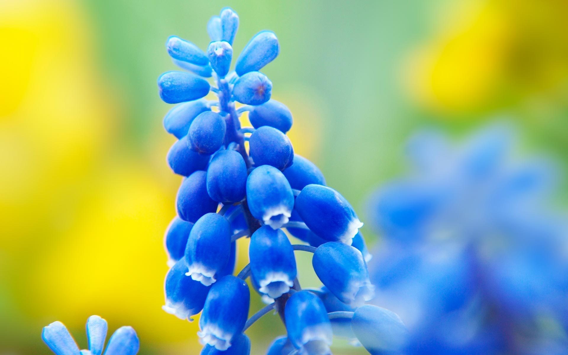 flowers, Macro, Blue, Flowers, Hyacinths Wallpaper
