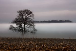 landscape, Fog, Mist, Tree, Field