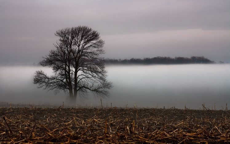 landscape, Fog, Mist, Tree, Field HD Wallpaper Desktop Background