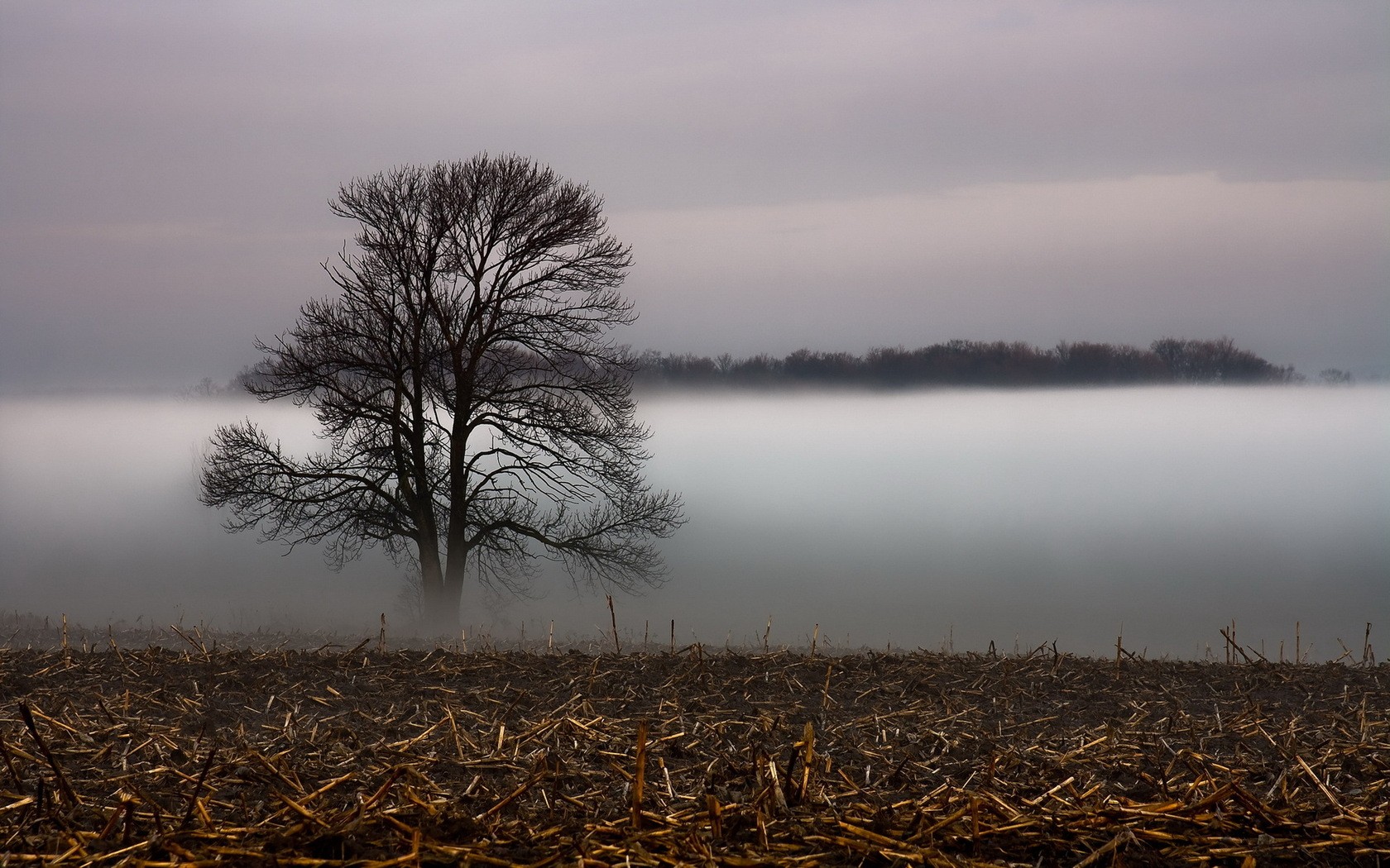 landscape, Fog, Mist, Tree, Field Wallpaper