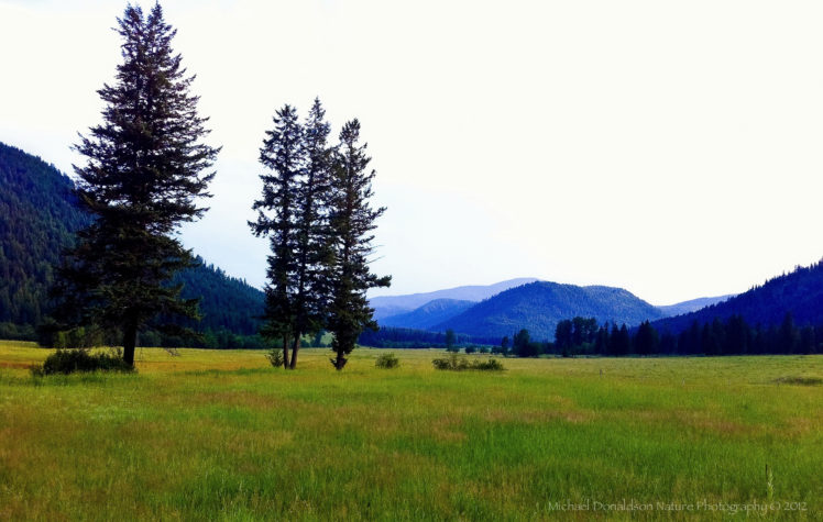 field, Mountains, Trees, Landscape HD Wallpaper Desktop Background