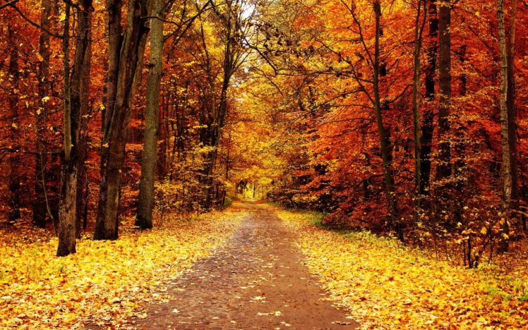 color, Autumn, Trees, Park HD Wallpaper Desktop Background