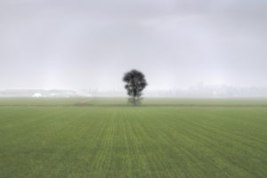 field, Tree, Fog, Landscape