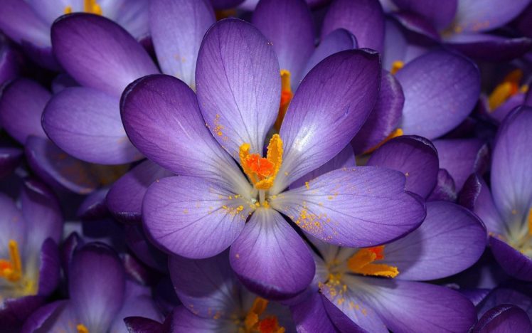 flowers, Purple, Yellow, Bokeh HD Wallpaper Desktop Background