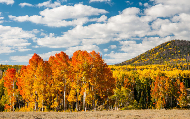 leaves, Wood, Yellow, Autumn, Trees, Fs HD Wallpaper Desktop Background