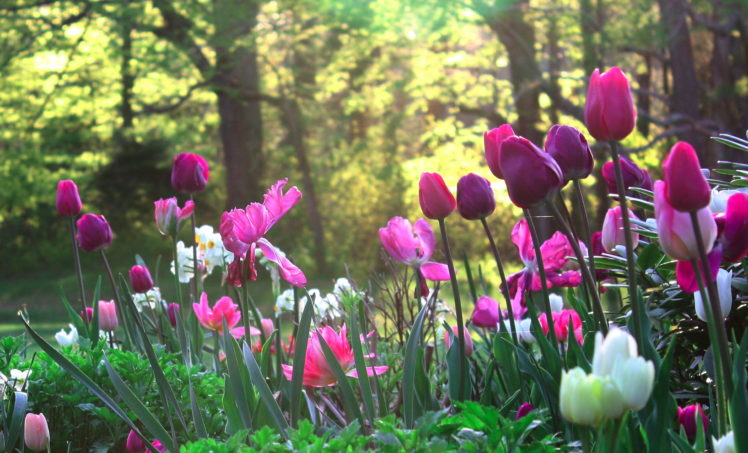 meadow, Garden, Flowers, Nature HD Wallpaper Desktop Background