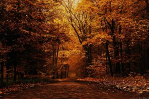 mood, Autumn, Trees, Park