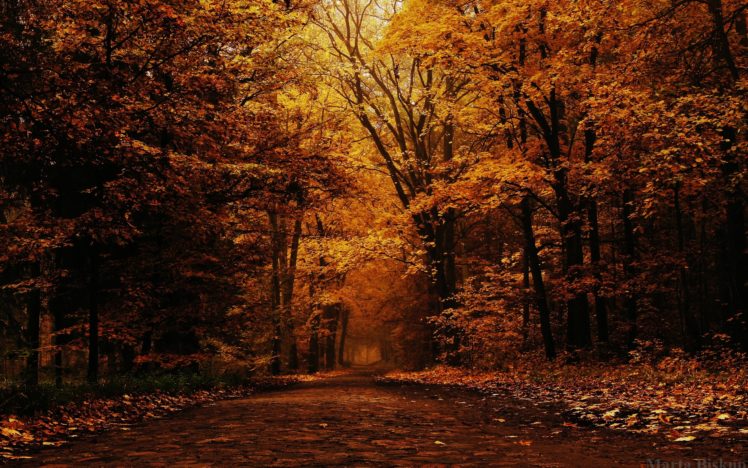 mood, Autumn, Trees, Park HD Wallpaper Desktop Background