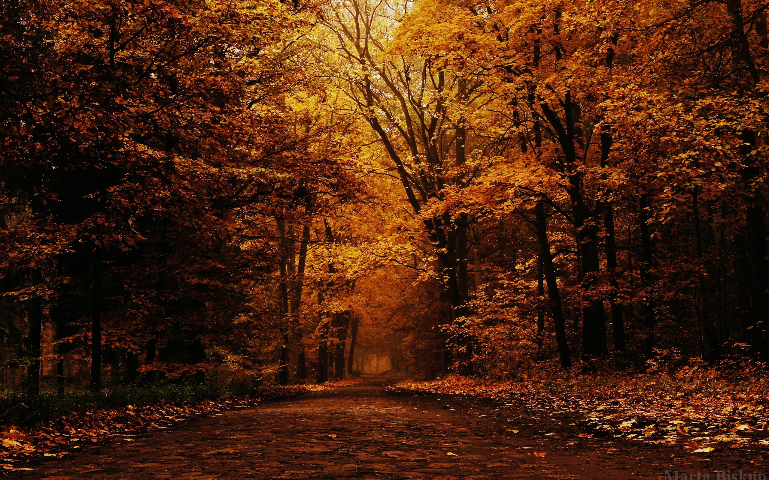 mood, Autumn, Trees, Park Wallpaper